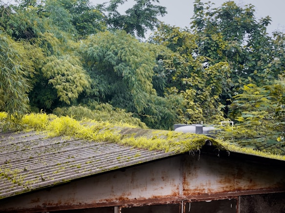 A corrugated metal roof covered with green moss and small plants, set against a backdrop of dense, lush trees and foliage. The roof appears weathered and aged, with visible rust marks. A silver water tank or similar structure sits atop the roof.