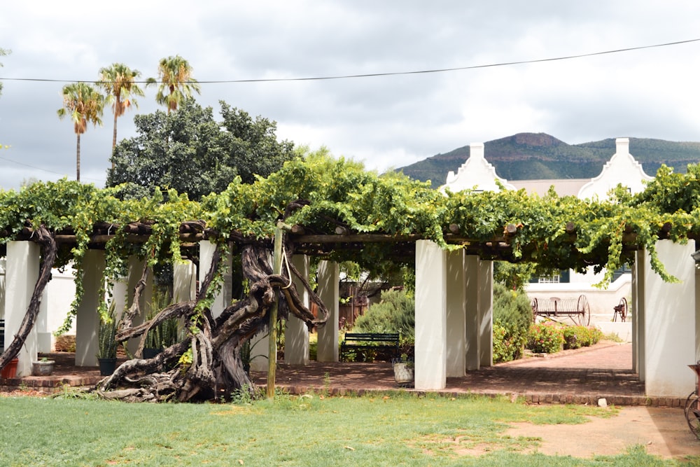 a tree that is growing over a bench