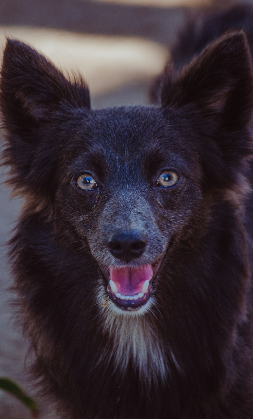 a close up of a dog's face with it's mouth open