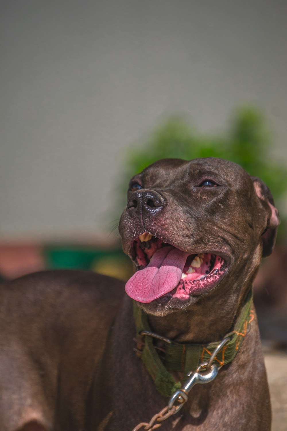 un cane marrone con una lingua rosa che si sdraia