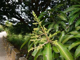 Close-up of a scientist examining mango flowers in a controlled lab environment.