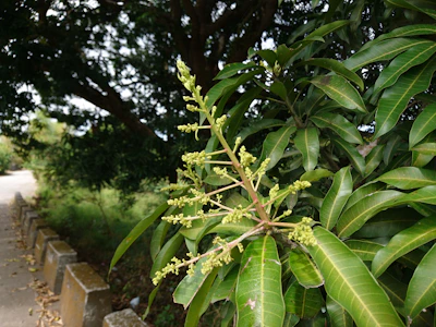 Close-up of mango flowers being treated with advanced floral induction techniques.