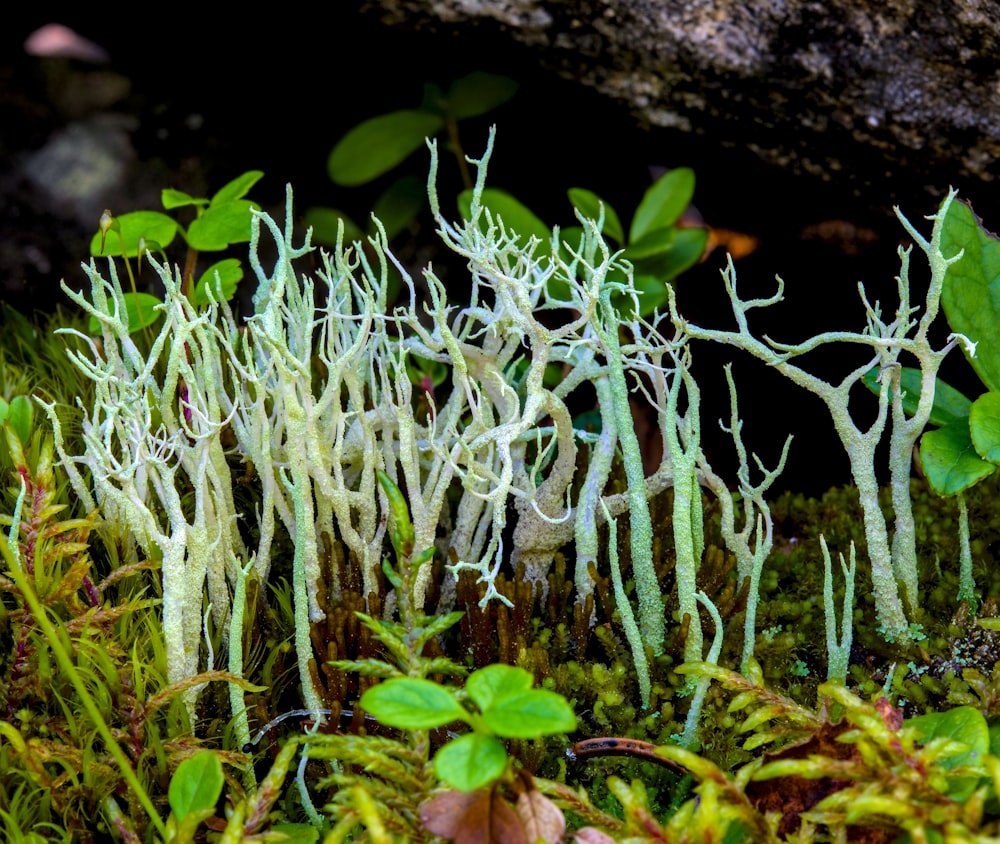 a group of moss growing on the side of a rock