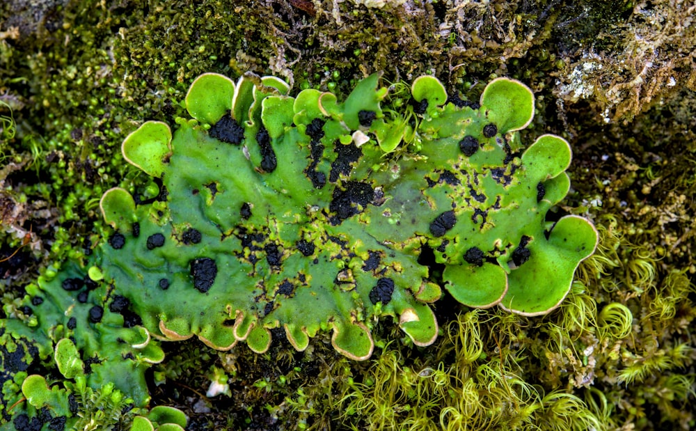 a close up of a green plant on a rock