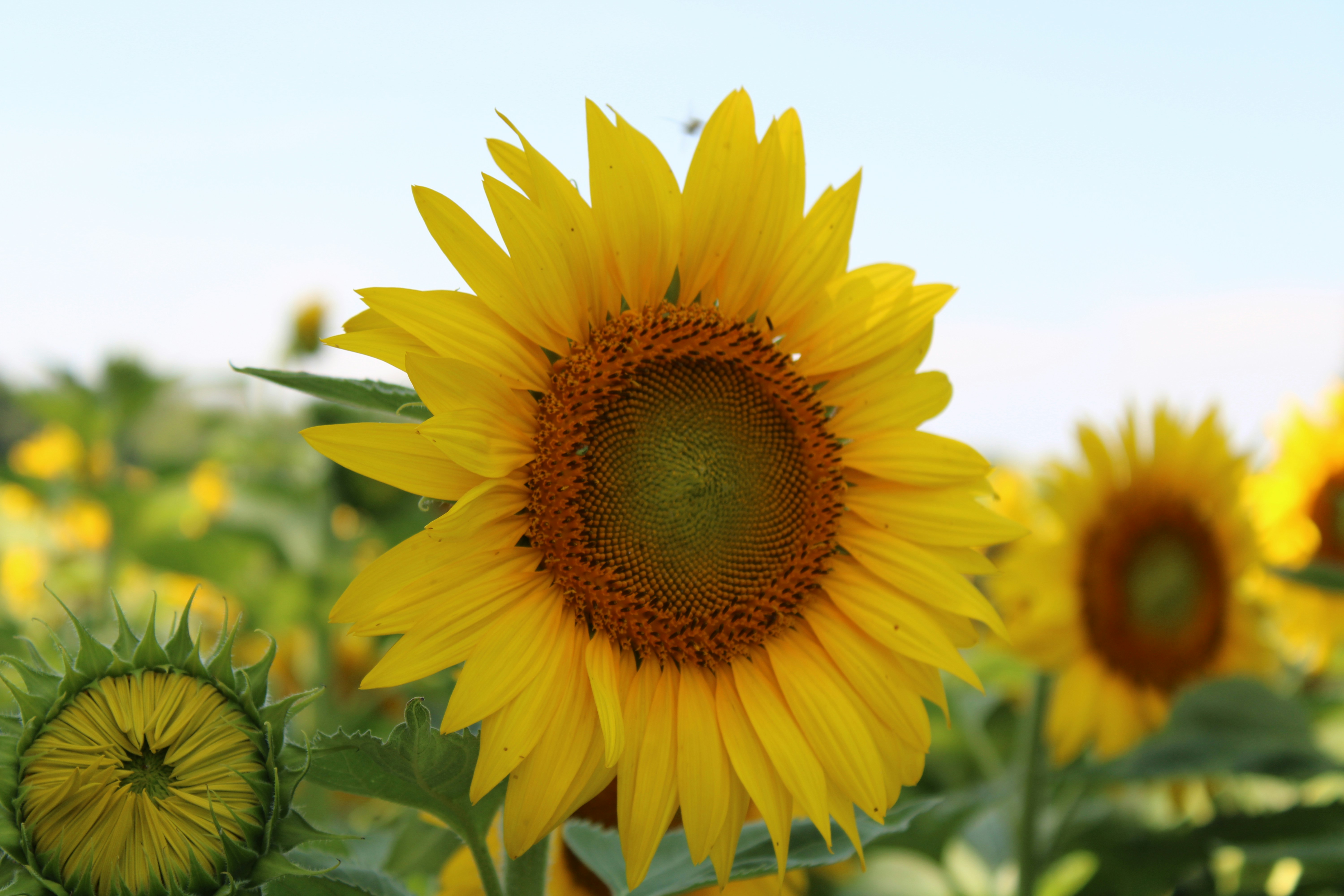 Organic Sunflower Seeds