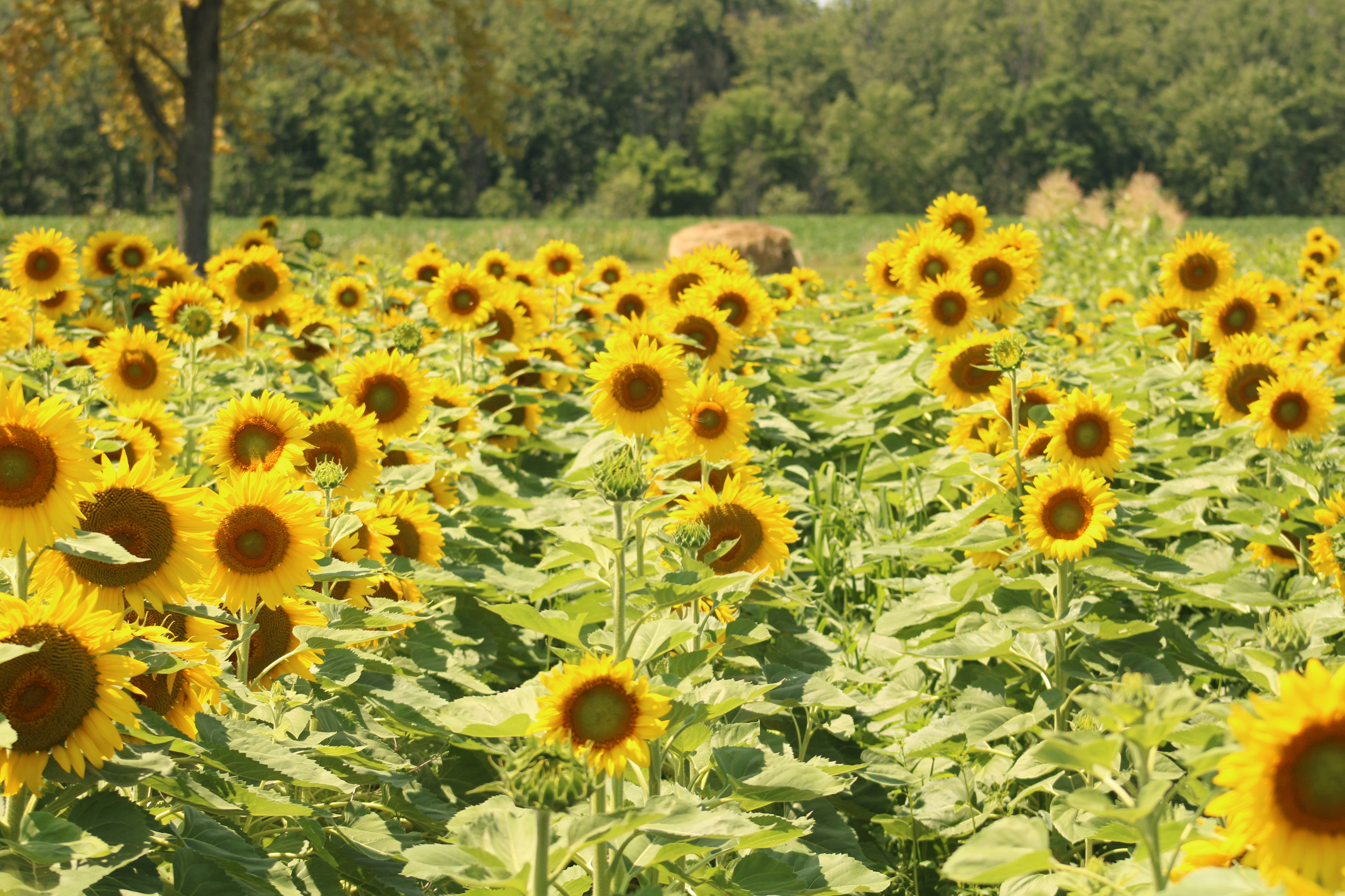 Photo by marie_martin1