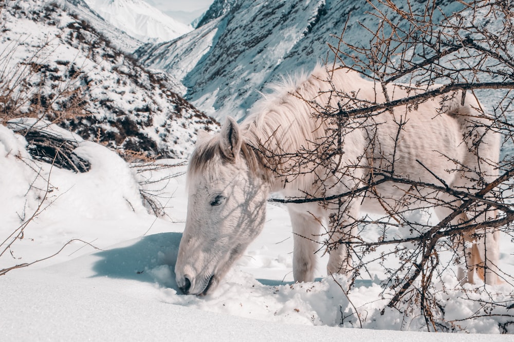 a white horse standing in the snow next to a tree