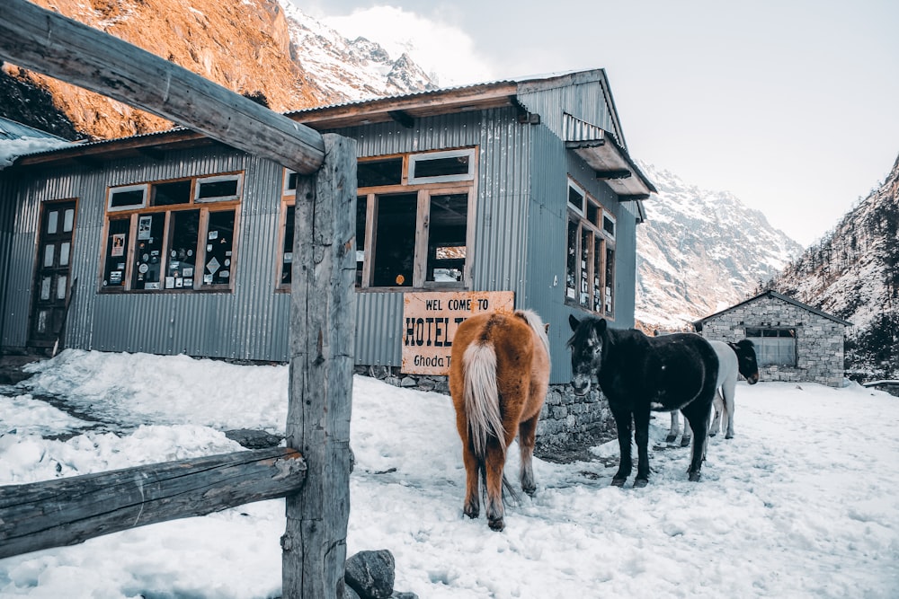two horses standing outside of a building in the snow