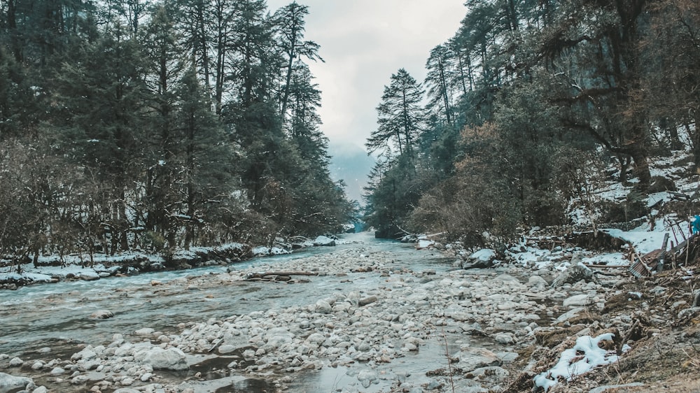 a river running through a forest filled with snow