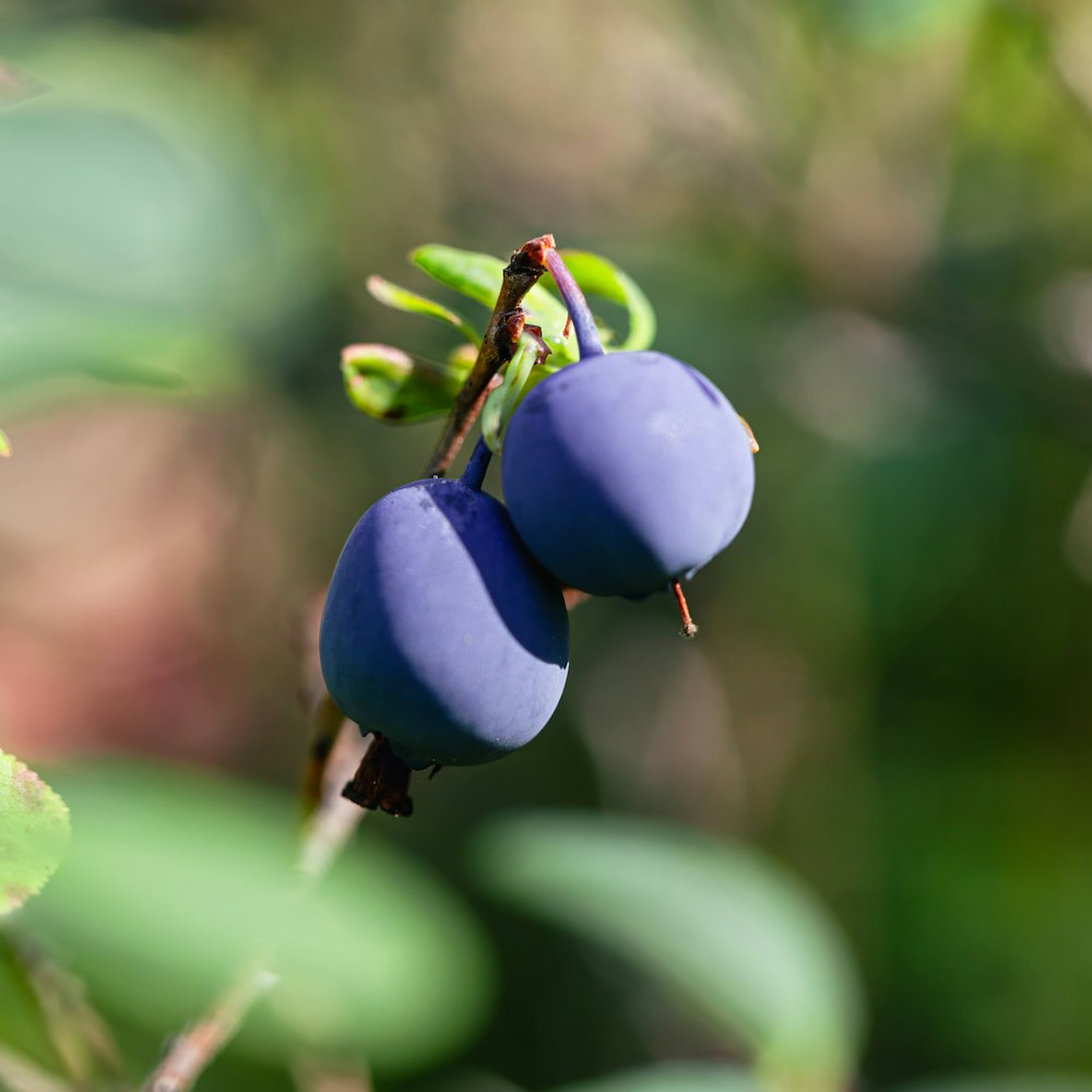 a couple of blue berries hanging from a tree