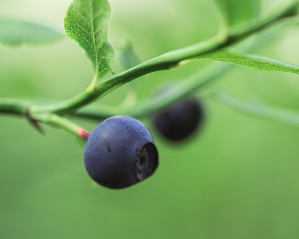 a close up of some blue berries on a branch