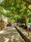 A group of believers gathered outdoors, sharing smiles and stories beside grapevines.