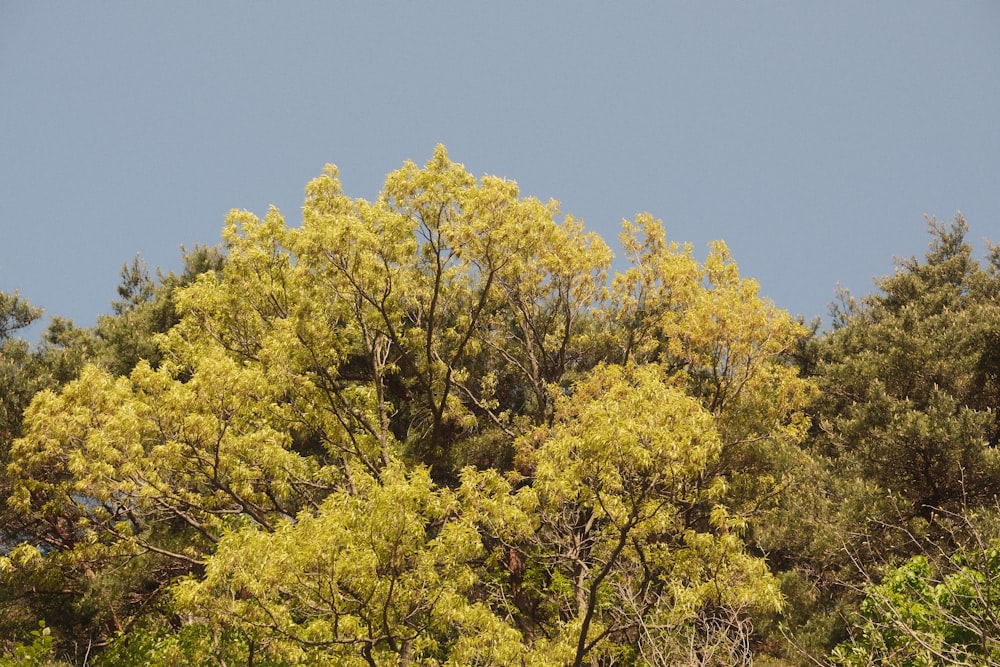 a group of trees that are next to each other