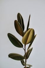 a close up of a plant with a sky background