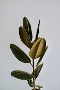a close up of a plant with a sky background
