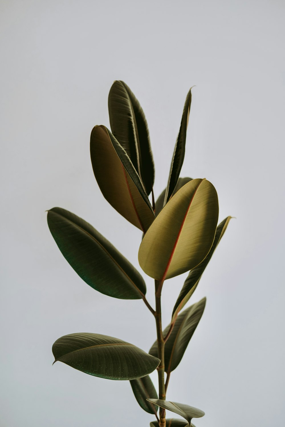 a close up of a plant with a sky background