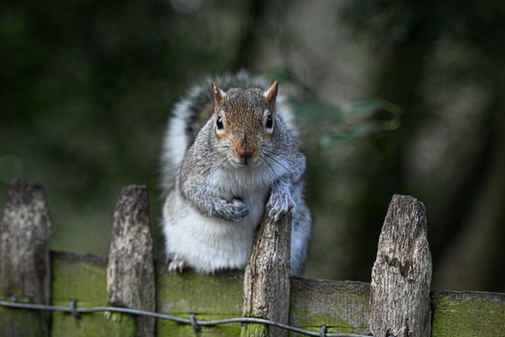 a squirrel sitting on top of a wooden fence