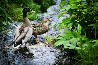 Two ducks stand in a small stream surrounded by lush green foliage. The water flows gently around them, with sunlight reflecting off its surface. The male duck, with its distinctive green head, and the female, with a more subdued brown plumage, appear calm and natural in their serene habitat.