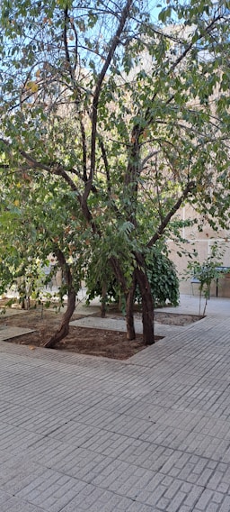 A tree with dense green foliage stands on a paved area, surrounded by a square patch of bare soil. The tree's branches extend outward, with leaves appearing healthy and vibrant. In the background, there is a stone building and a blue sky can be seen above.