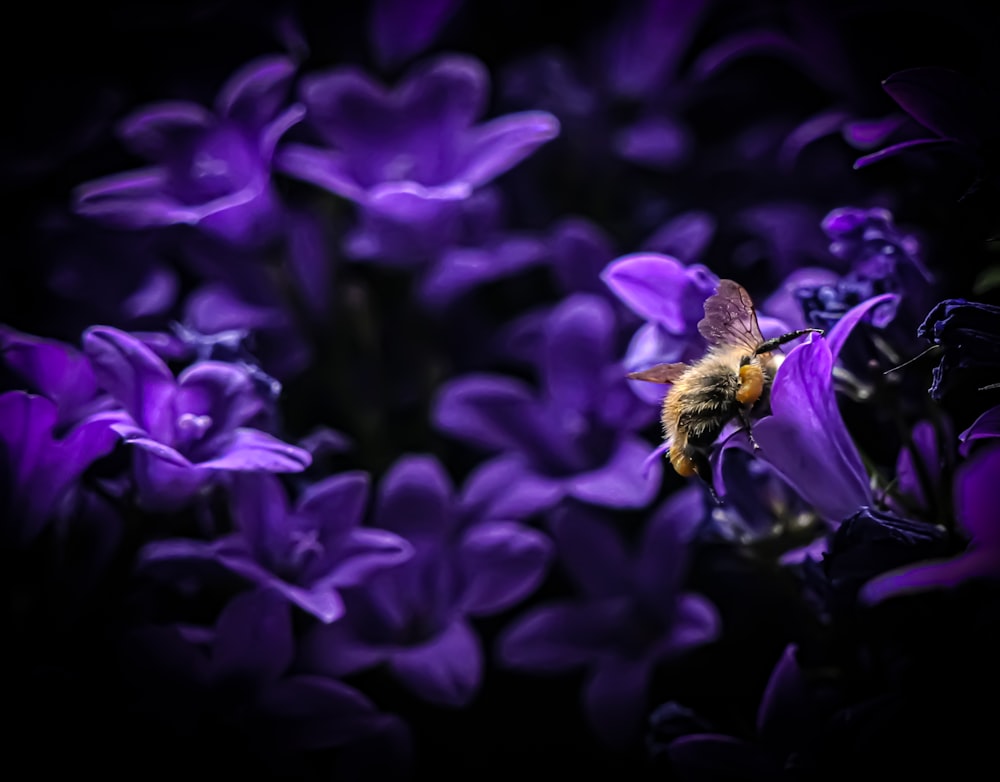 蜂が紫色の花の上に座っている