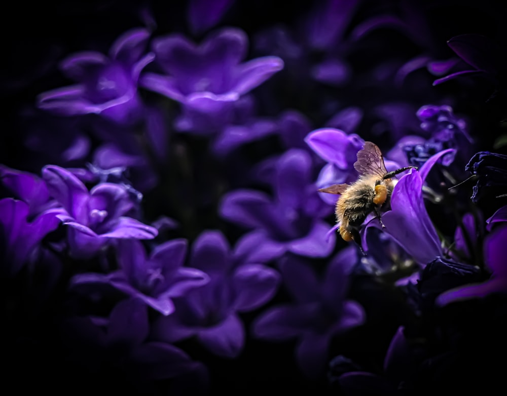 a bee is sitting on a purple flower