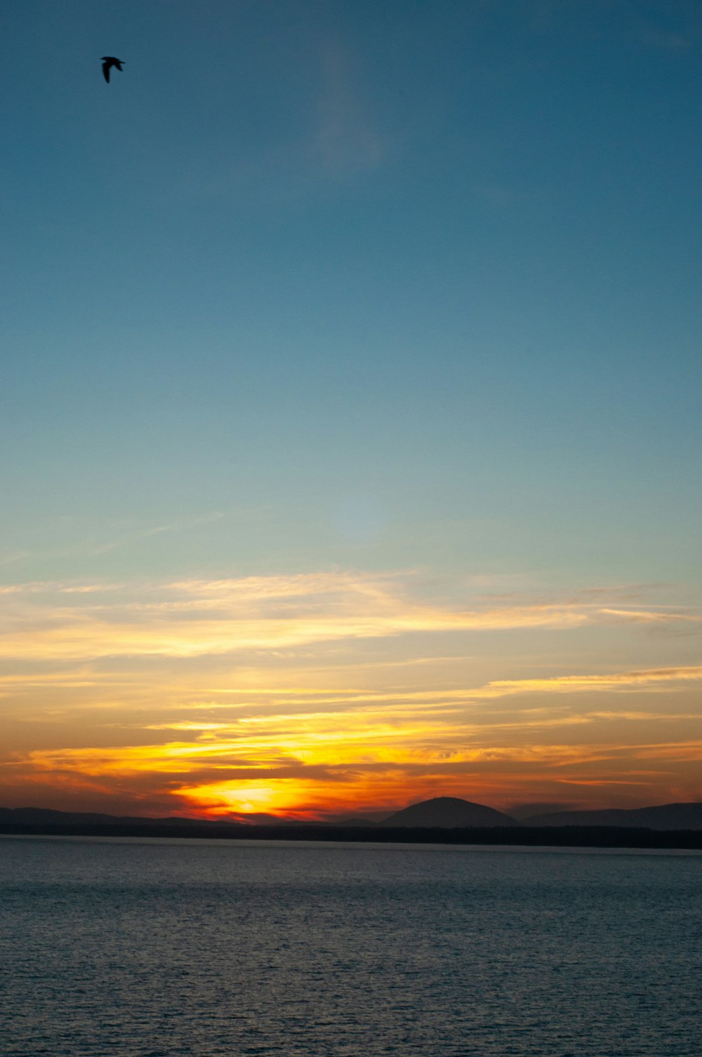 a bird flying over a body of water at sunset