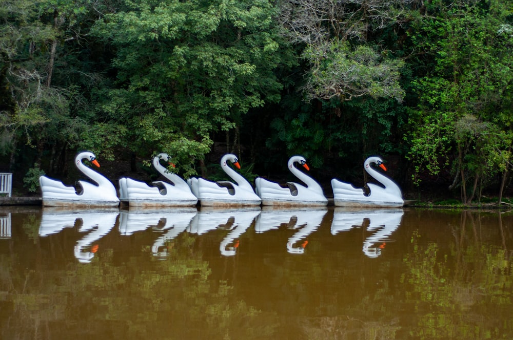 a group of white swans floating on top of a lake