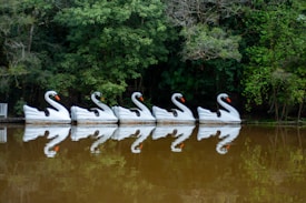 Several swan-shaped paddle boats are lined up along the edge of a serene body of water. Their reflections are visible in the calm, brownish water. The background is lush with dense green foliage and trees, providing a natural, tranquil setting.