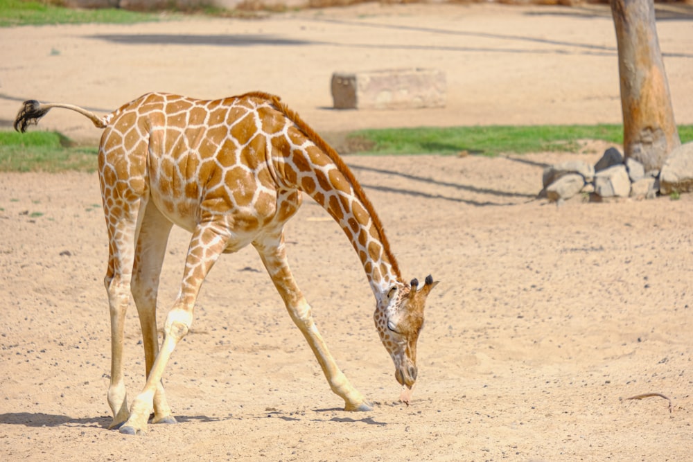 a giraffe bending down to eat some grass