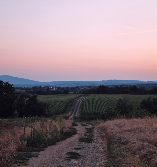 A serene aerial view of lush farmland with families walking along tree-lined paths at golden hour.