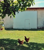 A peaceful scene of chickens resting under the shade of a large tree on the farm.