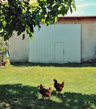 A sunlit farmyard with chickens pecking around fresh green grass.