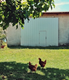 A sunlit pasture with happy chickens roaming freely near the homestead barn.