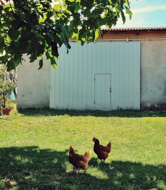 Two chickens are walking on a lush green lawn in front of a large white barn. The scene is shaded by the leaves of a nearby tree, with dappled sunlight creating patterns on the grass.