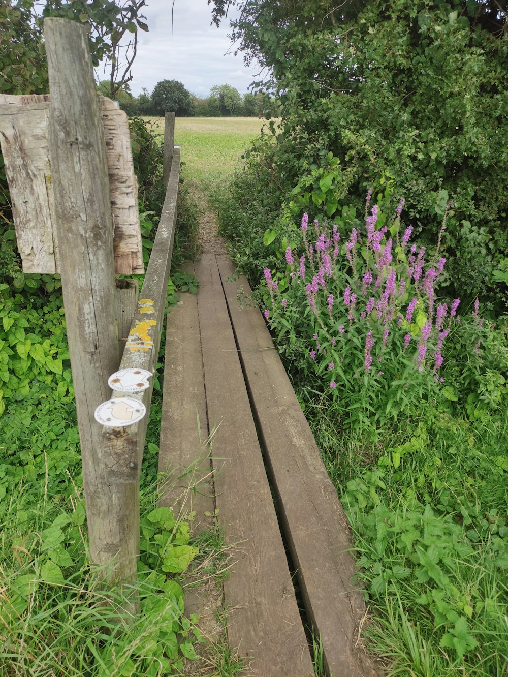 a wooden path through a lush green field