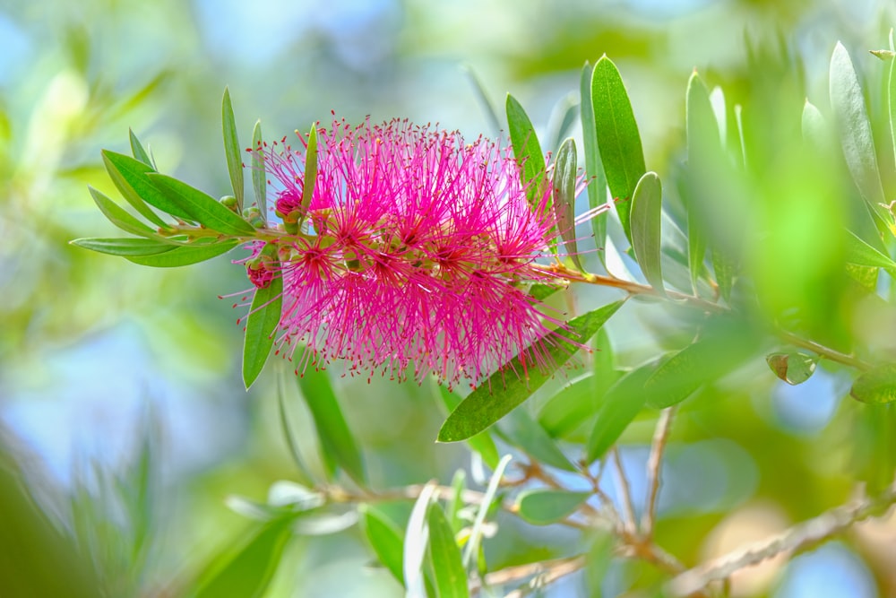 a pink flower with green leaves on a tree