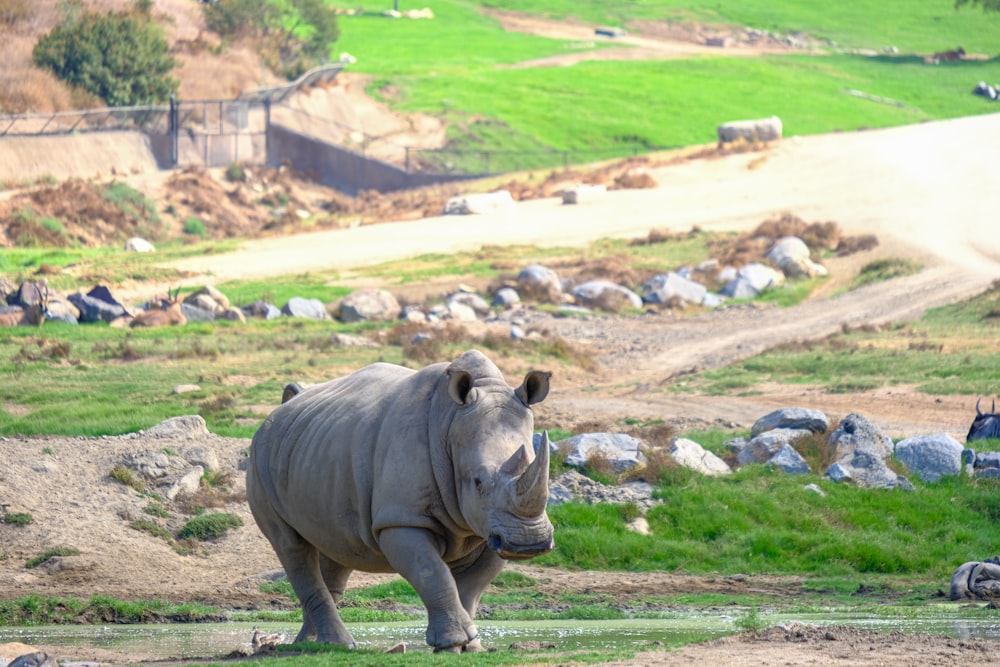 a rhinoceros running in a field of grass