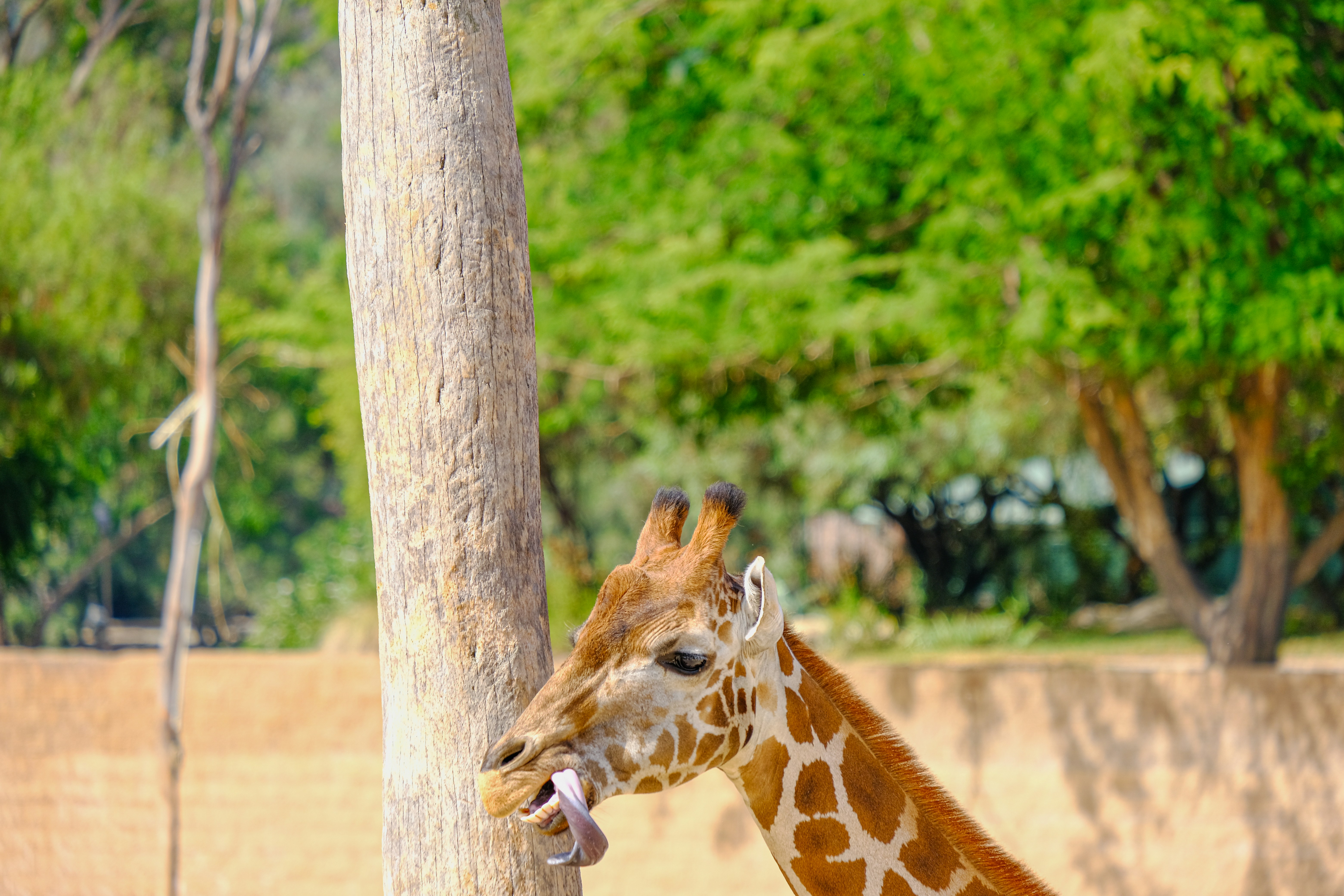 Free San diego zoo safari park Image on Unsplash