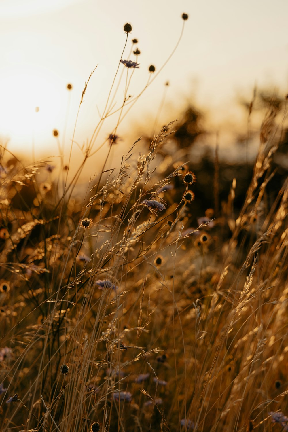 a field of tall grass with the sun in the background