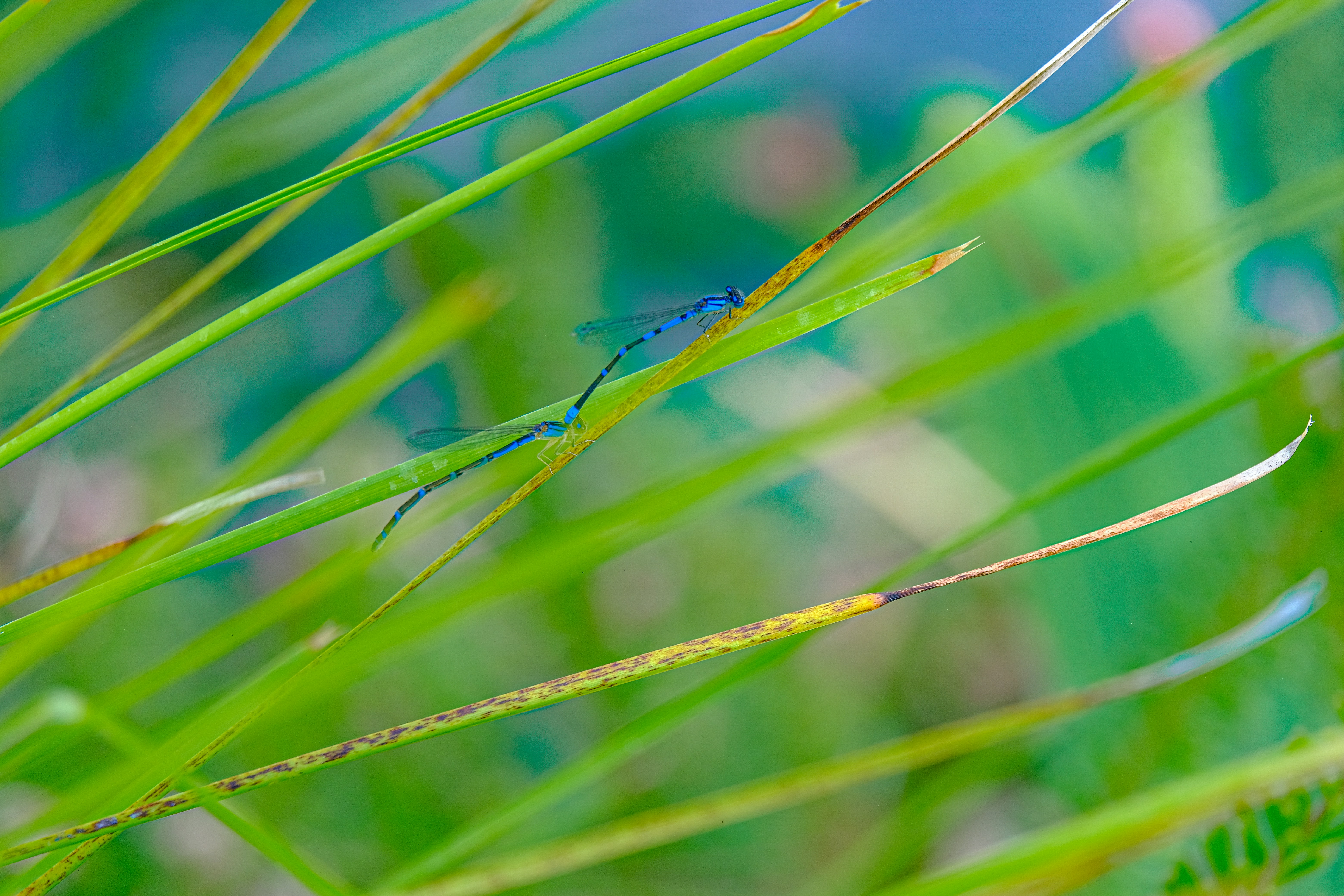 Photo by cestmoisheedy