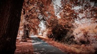 A picturesque path through Mote Park showcasing vibrant foliage.