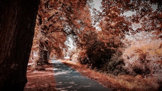 A picturesque path through Mote Park showcasing vibrant foliage.