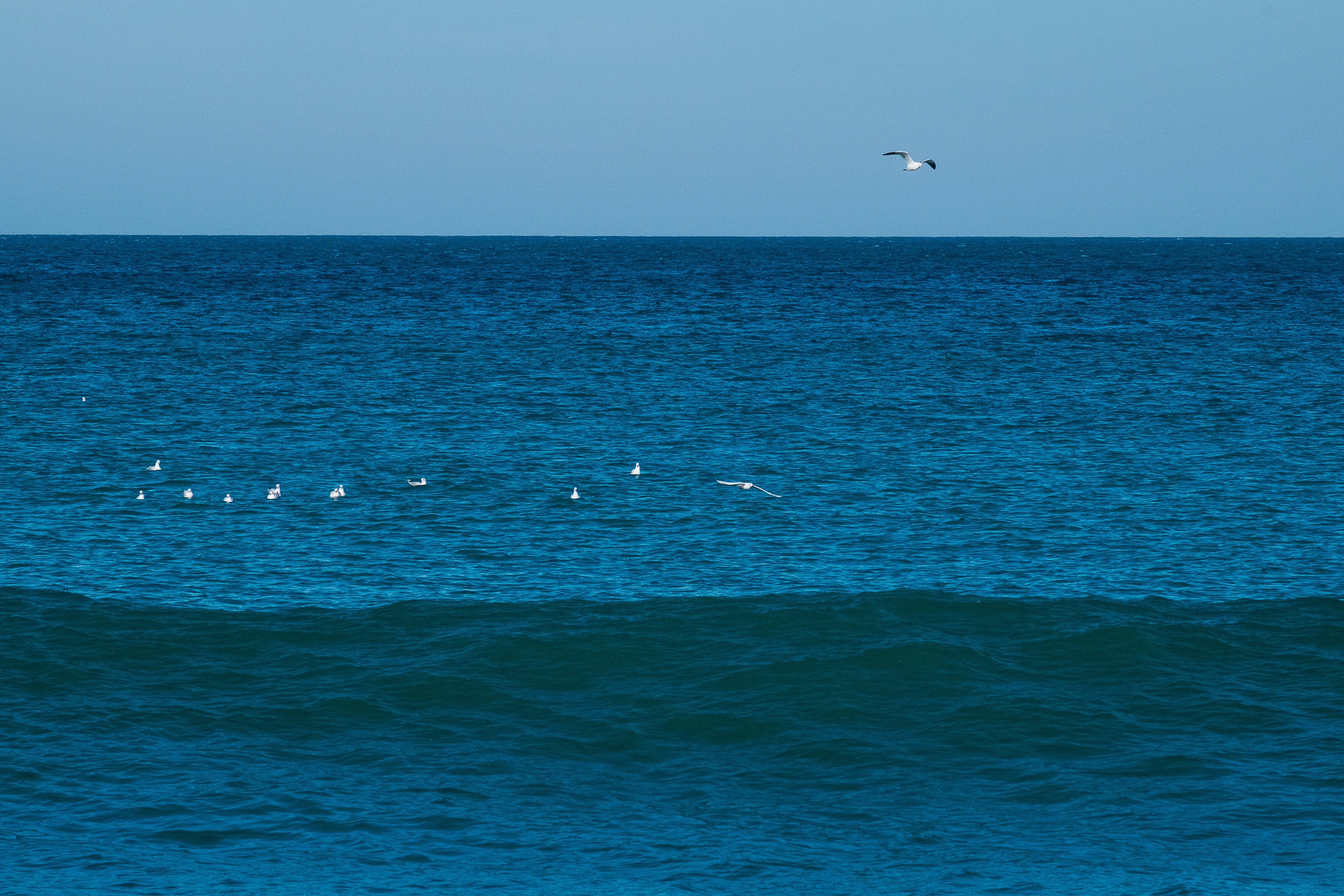 a flock of birds floating on top of a large body of water