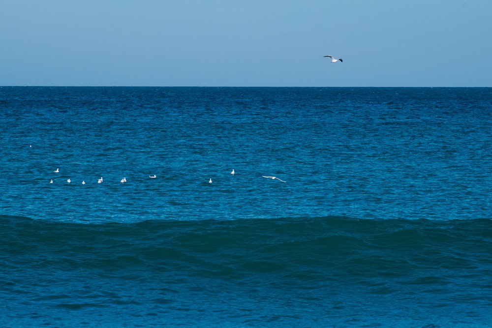 a flock of birds floating on top of a large body of water