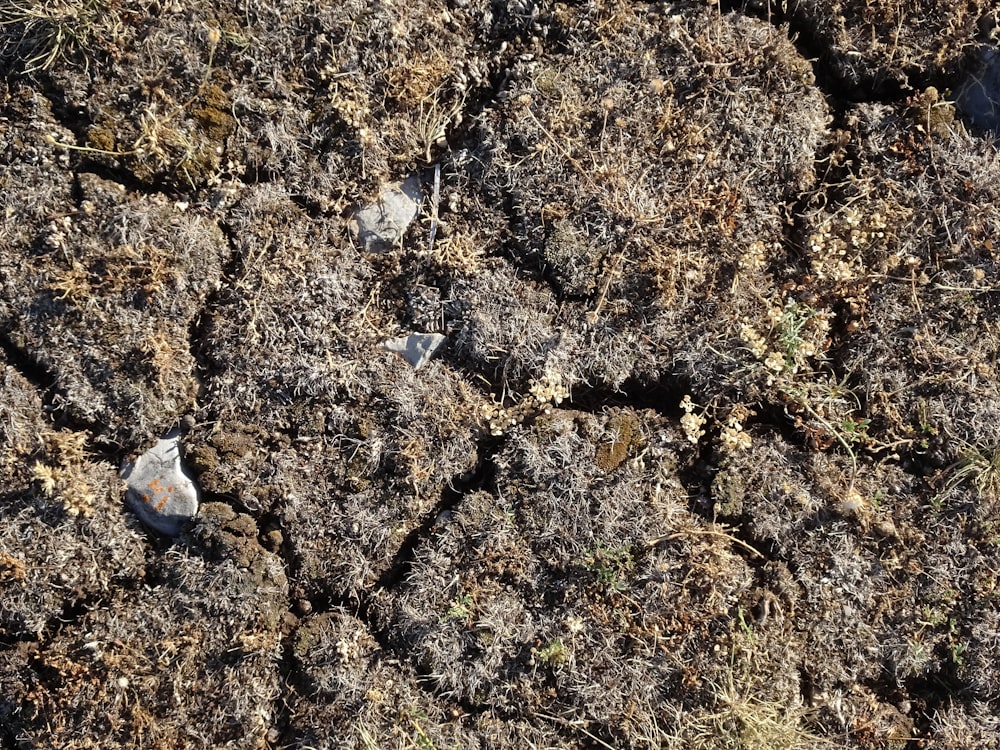 a close up of a rock with small rocks on it