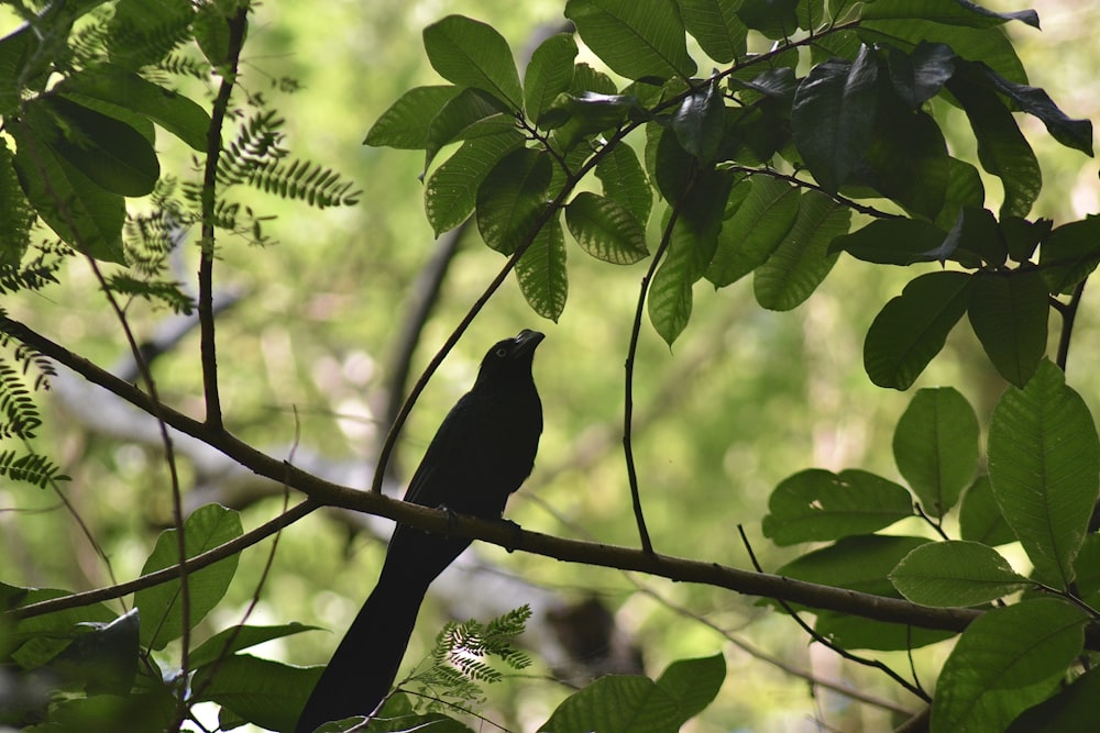 Un pájaro negro sentado en una rama de un árbol