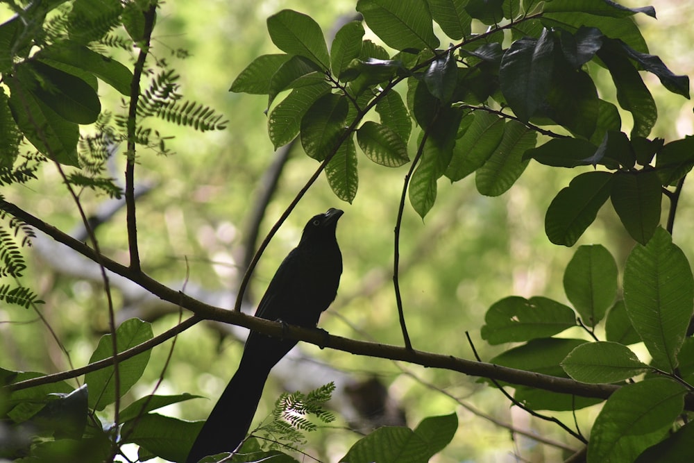 a black bird sitting on a branch of a tree