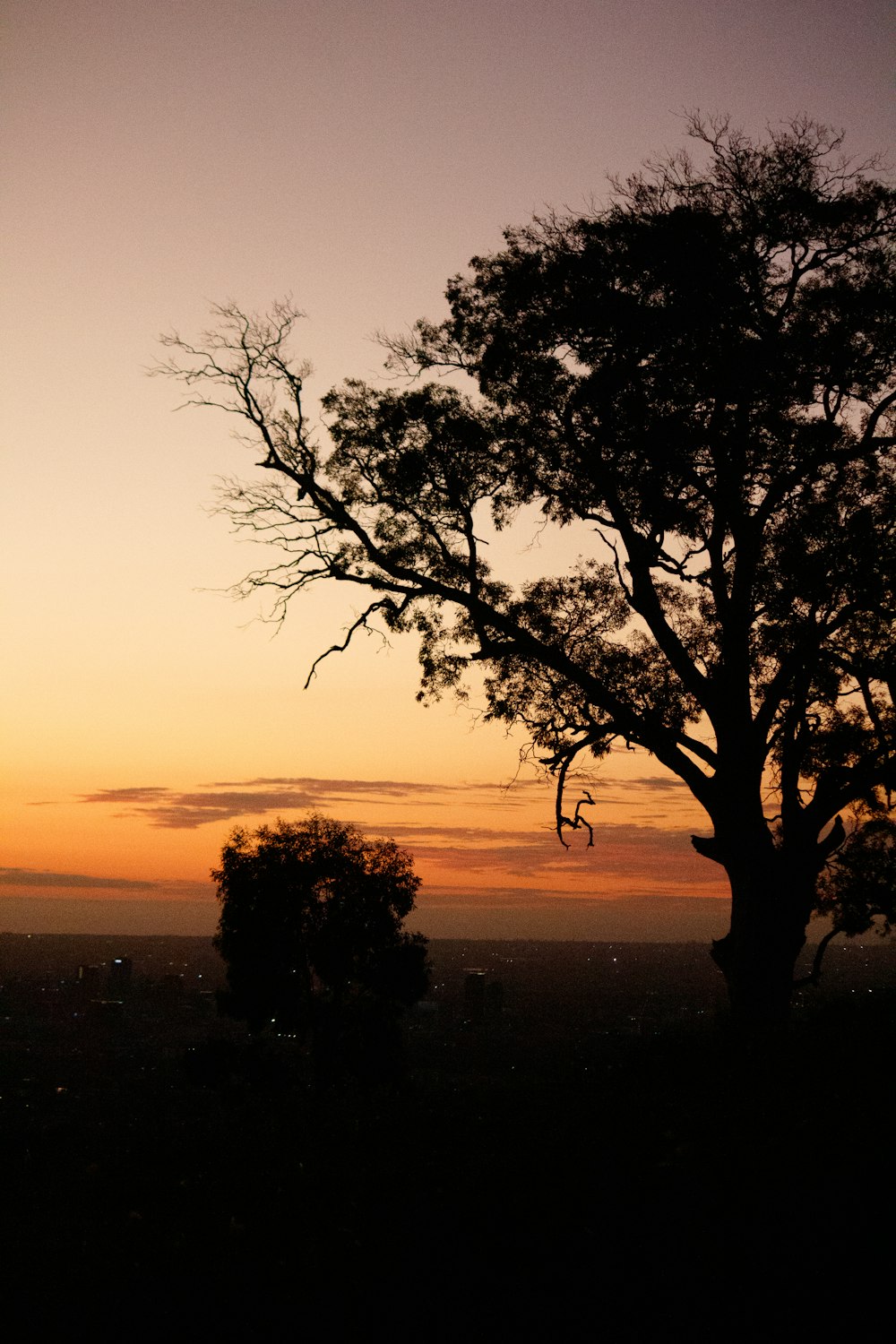 Ein einsamer Baum zeichnet sich vor einem Sonnenuntergang ab