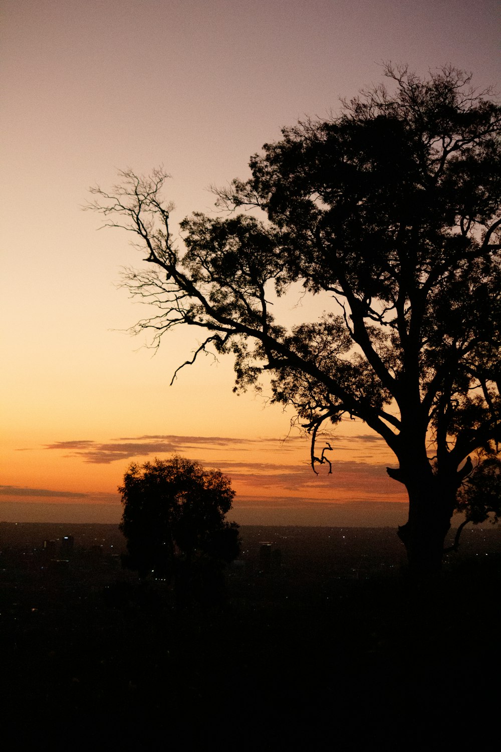 a lone tree is silhouetted against a sunset