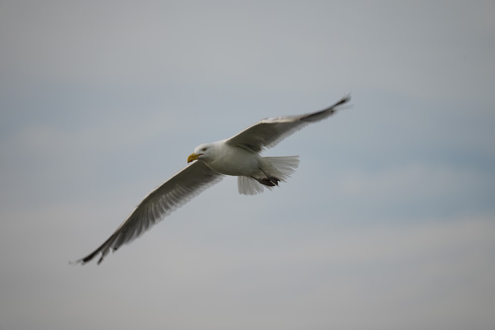 um pássaro branco voando através de um céu nublado